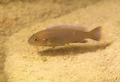 Chindongo sp. 'burrower' Nakantenga Island